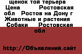 щенок той терьера › Цена ­ 500 - Ростовская обл., Ростов-на-Дону г. Животные и растения » Собаки   . Ростовская обл.